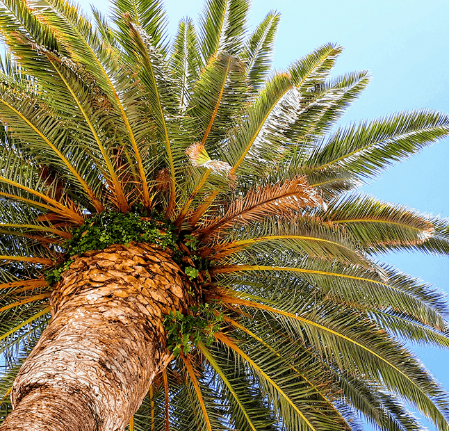 Palm Tree