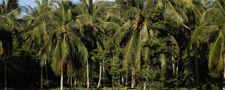 Farmland Investment